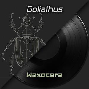 Goliathus (Goliath Beetles)