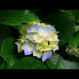 Occupy the HeartSpace