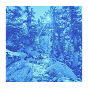 Blue Forest