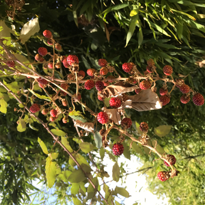 ягоды (feat. завизион)