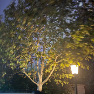 起风了（cover：买辣椒也用卷；刘兆宇