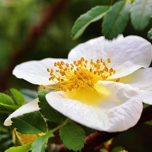 知足常乐（纯音乐）