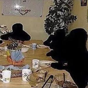 THEY WANNA KILL BRODY