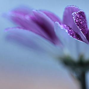 purple song (feat. DRACO GVR)