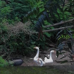 情书记--翻唱 cover水仙