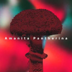 Amanita Pantherina
