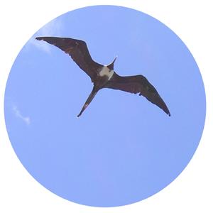 Gaviota