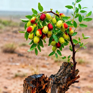 情到深处冷如霜