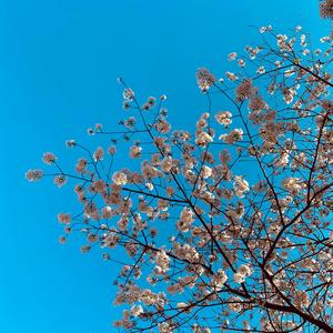 Curse of the Queen of Wands