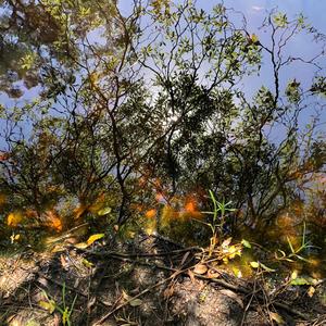 Arachnophobes, grab an umbrella. In one Australian town, it's been raining spiders.