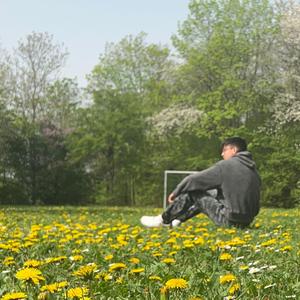 a field of flowers
