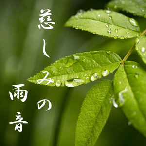 慈しみの雨音
