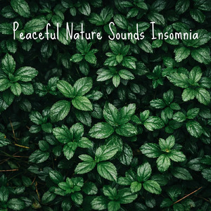 自律神経を整える 睡眠用リラックス音楽 睡眠の質を高め情緒安定・集中力向上 (3分で眠れる雨音)