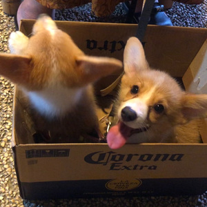 行动派(Prod.Averatec)-辣子LTO