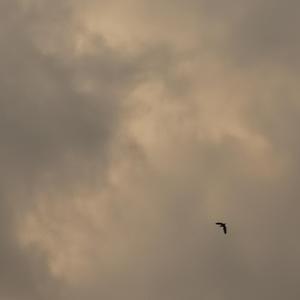 关于郑州的记忆