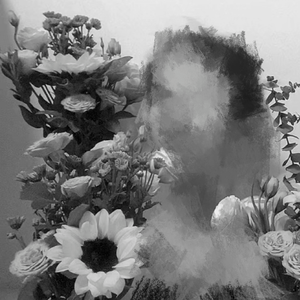 仙人掌，向日葵