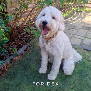 For Dex