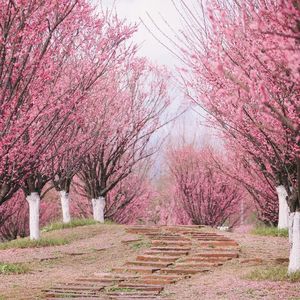 青梅煮酒问花来