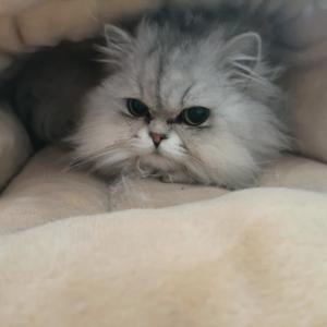 二零二六顺风顺水顺财神