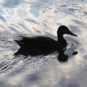 Spring Has Gone ～しあわせの鐘の音～