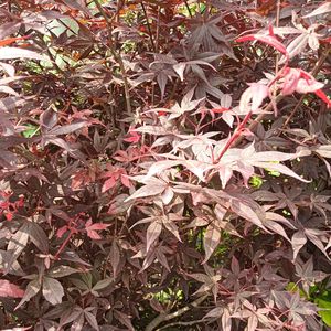 岁月的痕迹（纯音乐）