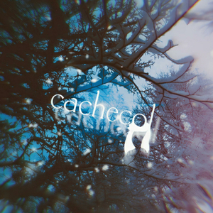 Cachecol