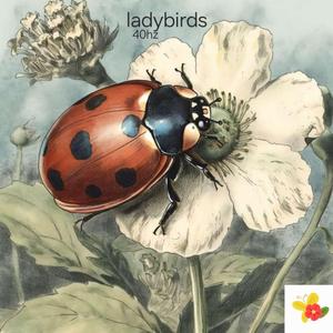 ladybirds