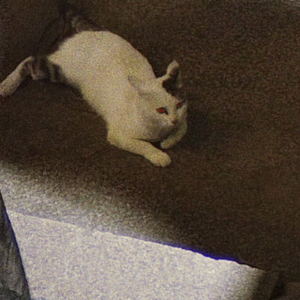 perfect lover，perfect murder