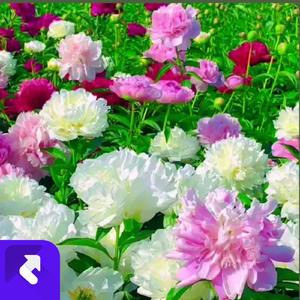 拉你进我黑名单 (现场)