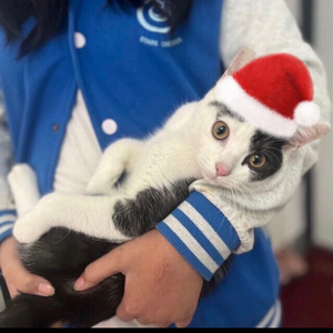 Alive（纯音乐伴奏）