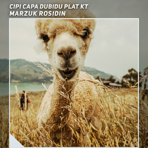 Cipi Capa Dubidu Plat Kt