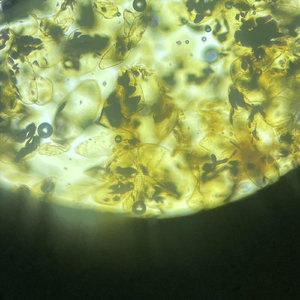 Mildew