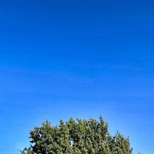 Peony