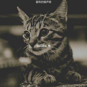 精彩小猫环境