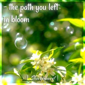 the path you left in bloom