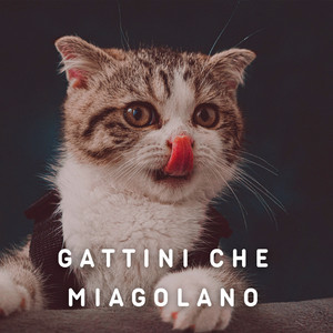Miagolare gattini 2