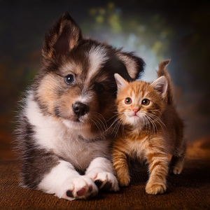 Cuatro Patitas Y Sonidos Reconfortantes