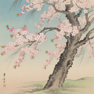 石札堂 〜よみがえりの桜〜