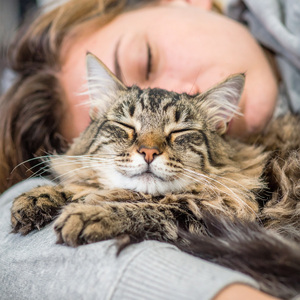 Armonía Para La Relajación Del Gato