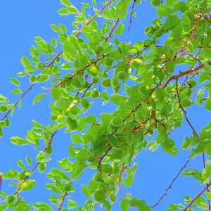 风行者（纯音乐）