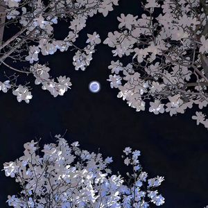Snow雪天