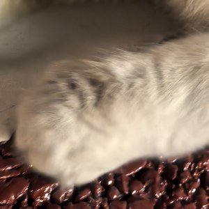 猫跑酷の脑中小曲