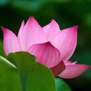 佛音經典《放下塵緣》送給有緣人，祈福健康平安