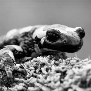 Salamander