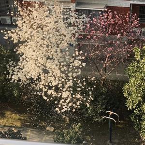 洞玄灵宝定观经