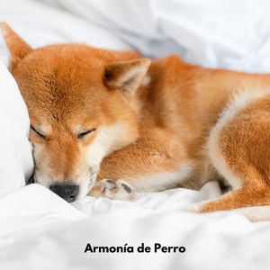 Suite de Serenidad Canina