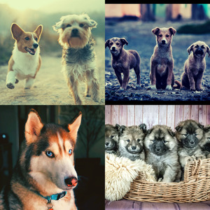 一尘不染小狗印象数