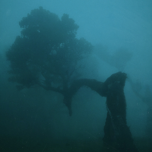 眼 看 爱 情 腐 烂 但 我 无 法 阻 拦