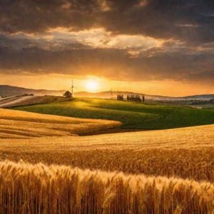 Поле надежды