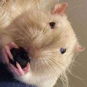 Rejected Ratatouille Theme